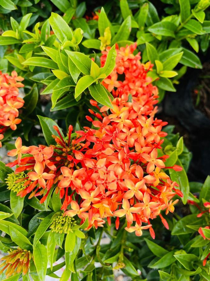 Jardin De Primavera Apartamentos Экстерьер фото